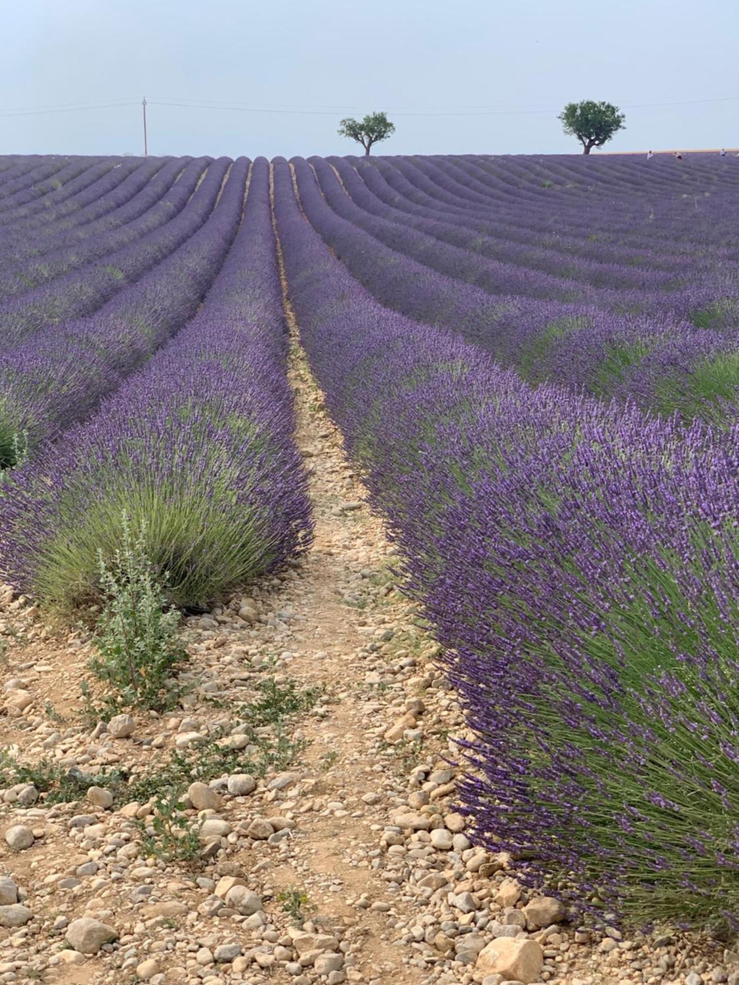 Studios Nuitee En Provence Aix-en-Provence Eksteriør billede